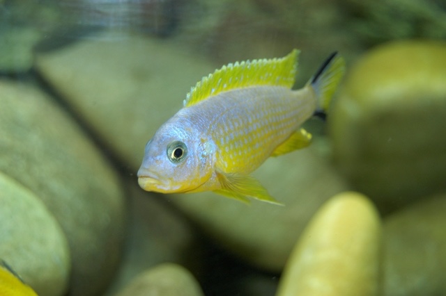 Maylandia sp. 'daktari' Chiwindi